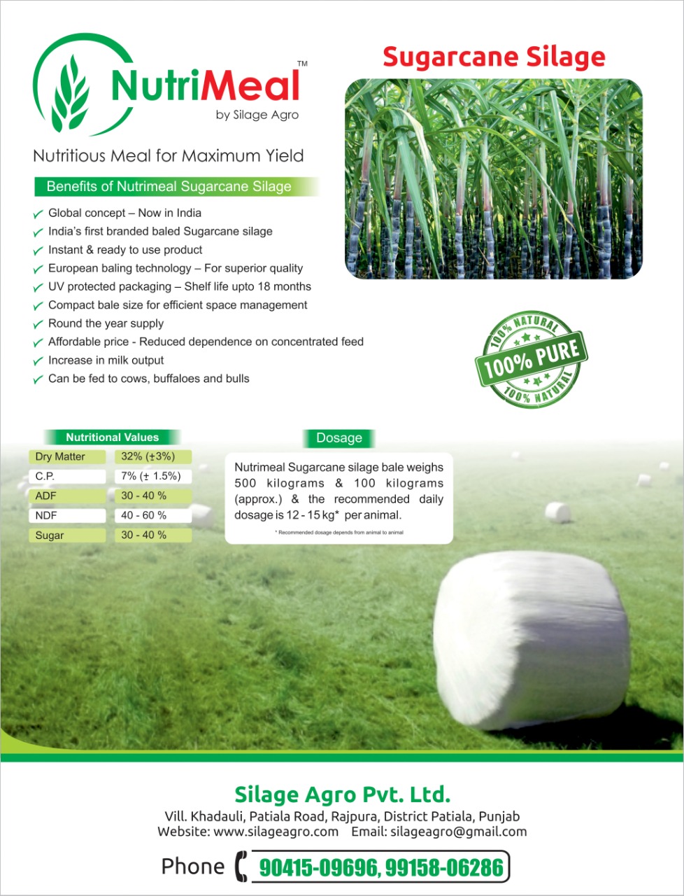 Sugarcane Silage