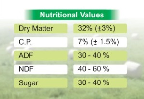 Sugarcane Silage Nutritional Values